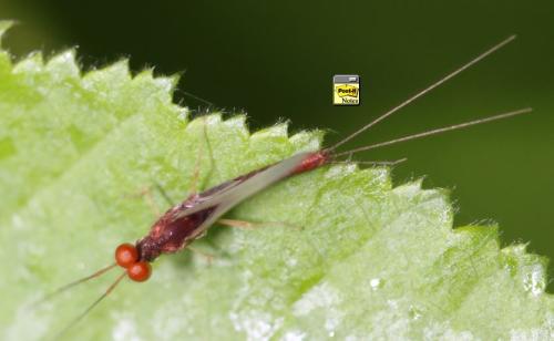 Serratella ignita
